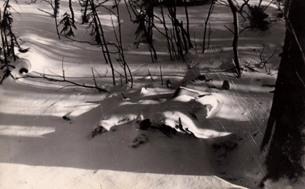 Дорошенко и Кривонищенко у кедра