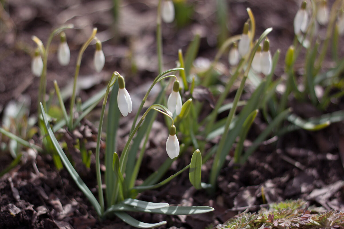 Про нашу весну, горячий чай для уставшей мамы, и вязаные подушки. 10 ...