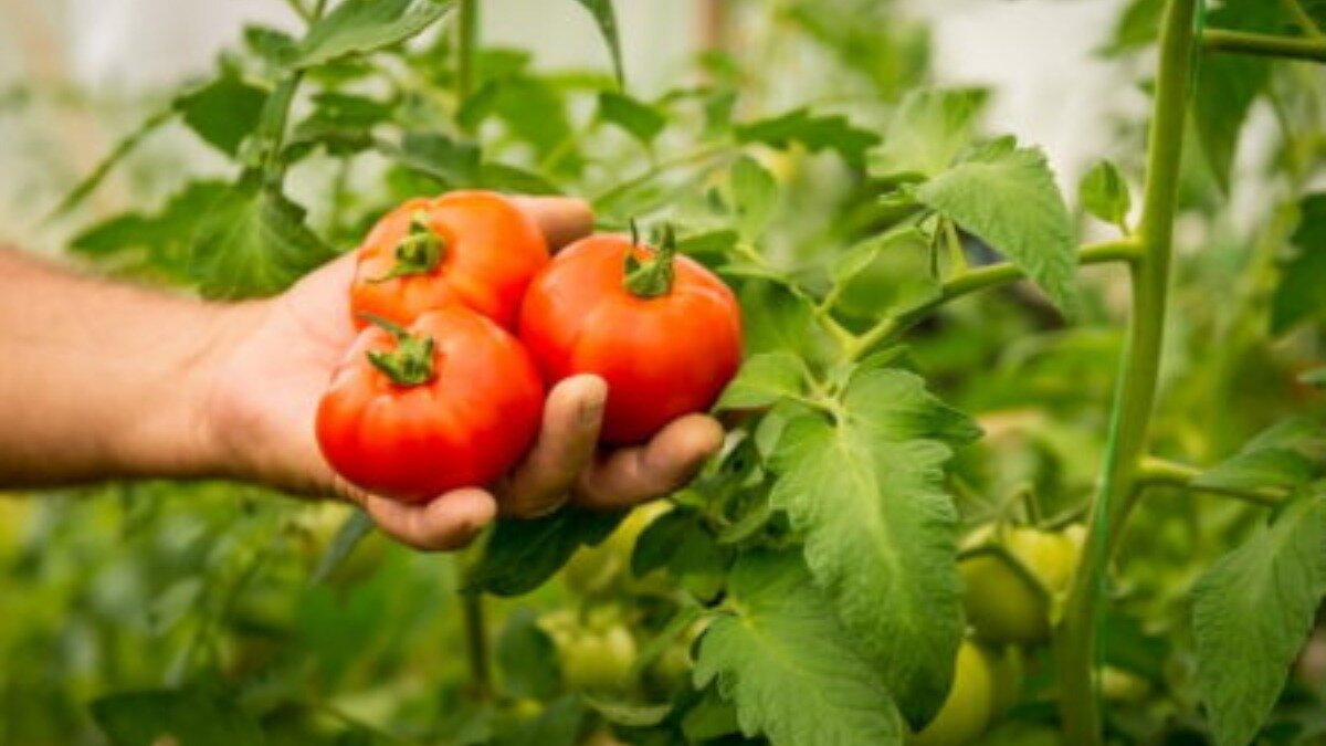 Фото:otomate.ru Ceriporia lacerata никак не вредит томатам, а только улучшает их вкус за счет увеличения соотношения сахара и кислоты в продукте.