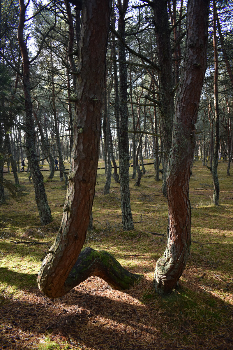 До меня только сейчас дошло, что именно "танцующих" деревьев, я показал мало! Вот так это примерно выглядит! 
