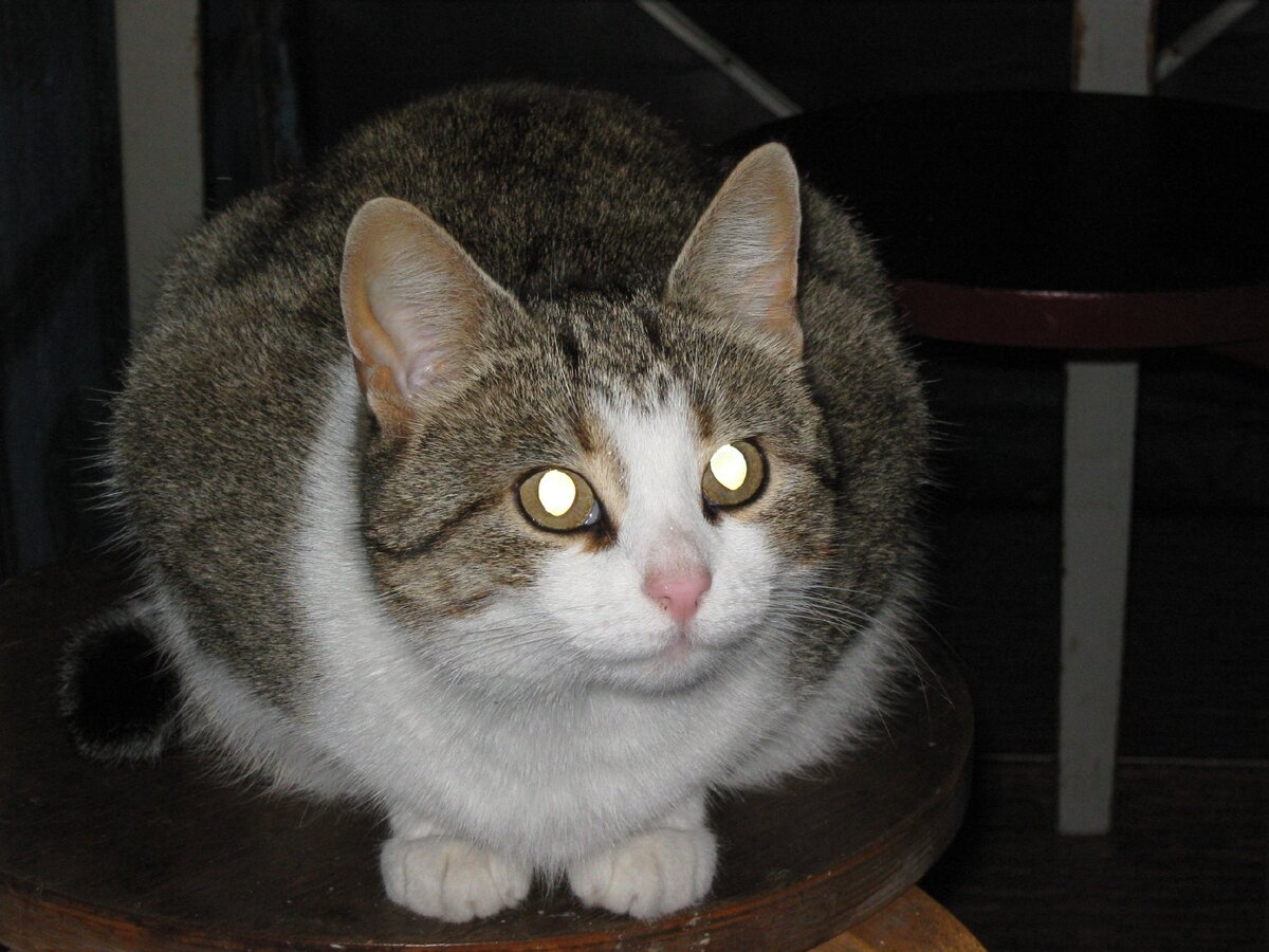 Был период, когда в доме год не было кошки. Появились серые товарищи, но Вишка вмиг исправила ситуацию. Фото мое.