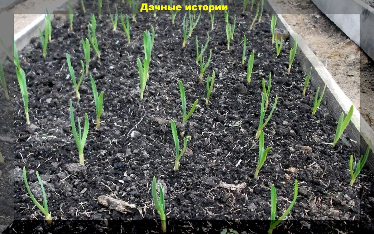 Посадка чеснока под зим. Посадка озимого чеснока. Взошел озимый лук. Озимый чеснок на грядке. Посев чеснока.