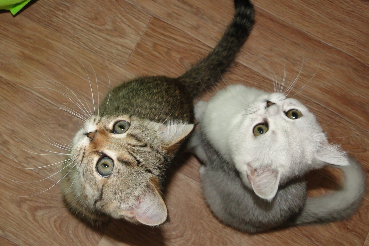 Скоттиш-страйт -  шотландская короткошерстная прямоухая