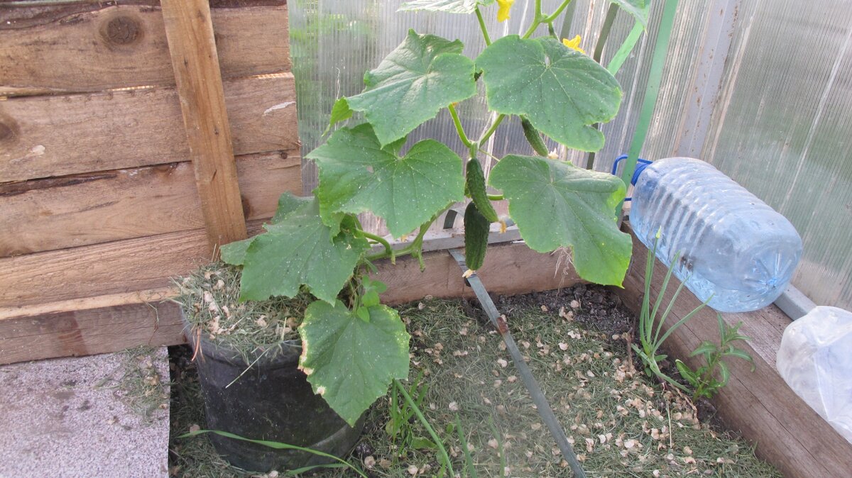 Вот в таких вёдрах они у меня плодоносили