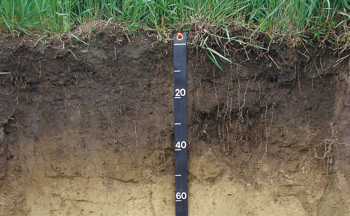 Что такое почва и какой она должна быть