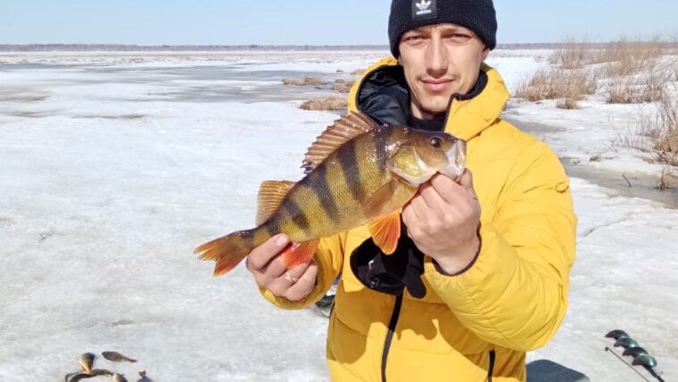 Самый крупный окунь на озерах ловится зачастую именно по последнему льду. Фото от Александра Сидорова