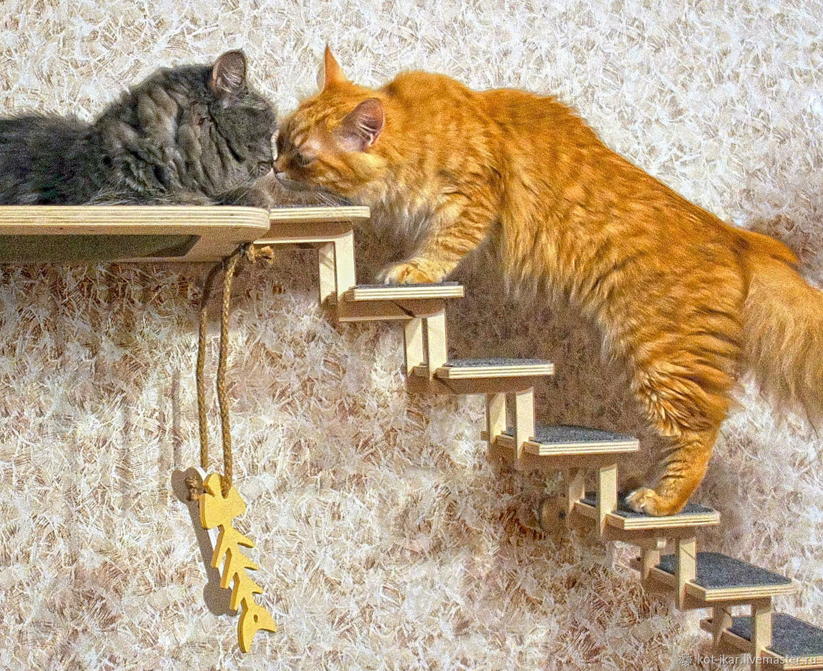 Сида во взятии новой ступеньки