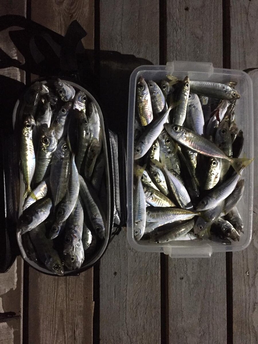 Рыбалка в апреле на Черном море: какие виды рыбы ловят в этот период