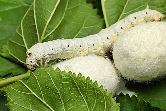  Шелкопряды производят шелковые коконы.