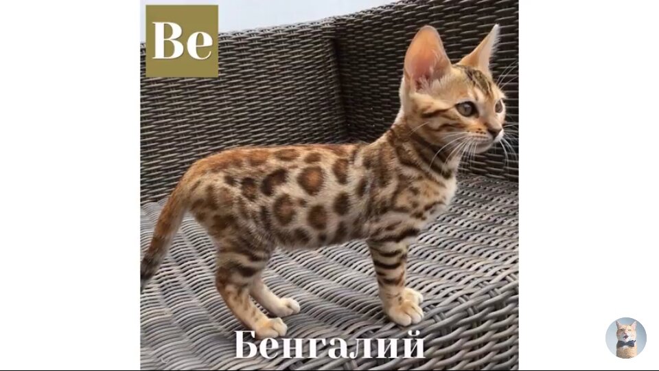 таблица мяуделеева