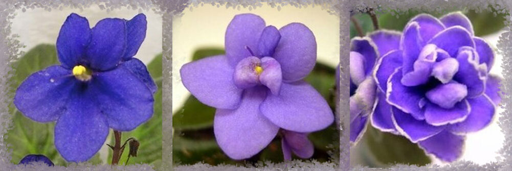 Гибридизаторы поработали над количеством лепестков. Слева направо 5-ти лепестковая ‘Blue Boy’ (Блу Бой), полумахровая ‘Baby Brian’ (Бэйби Бреин) и махровая ‘Ness’ Crinkle Blue’ (Чёрная смородина)