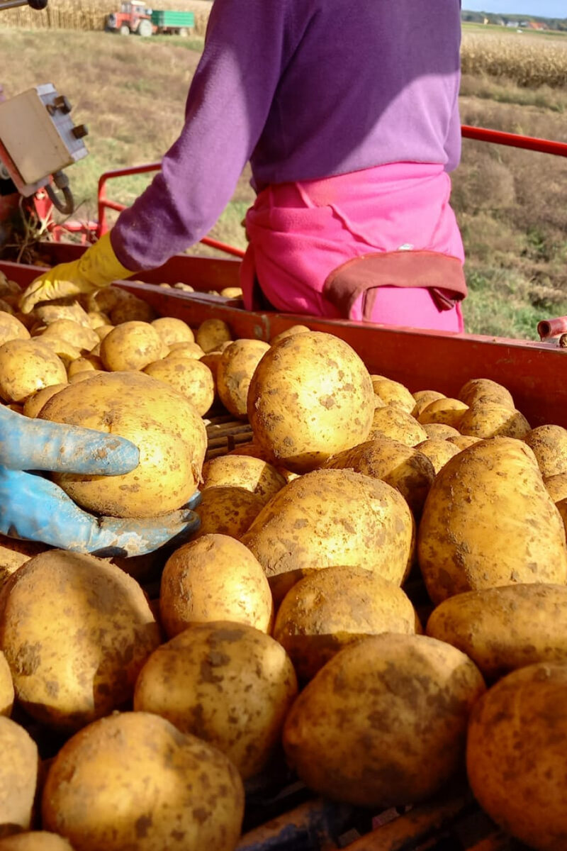 Сорт Камелия селекции HZPC