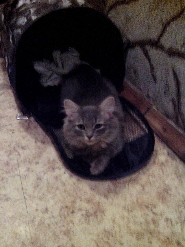 Я уже в переноске -  поехали! Фото -личный архив автора