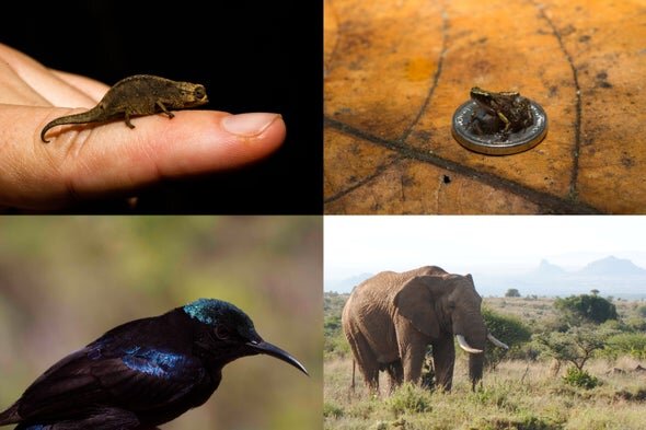 Животные бывают самых разных размеров. Исследование более 63000 видов, самый древний возраст которых 450 миллионов лет, показало, что в достаточно широком эволюционном масштабе размеры животных больше всего меняются, когда быстрее всего появляются новые виды