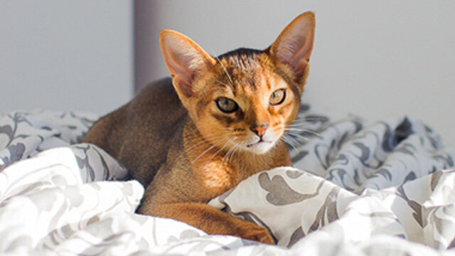 Котята абиссинцы