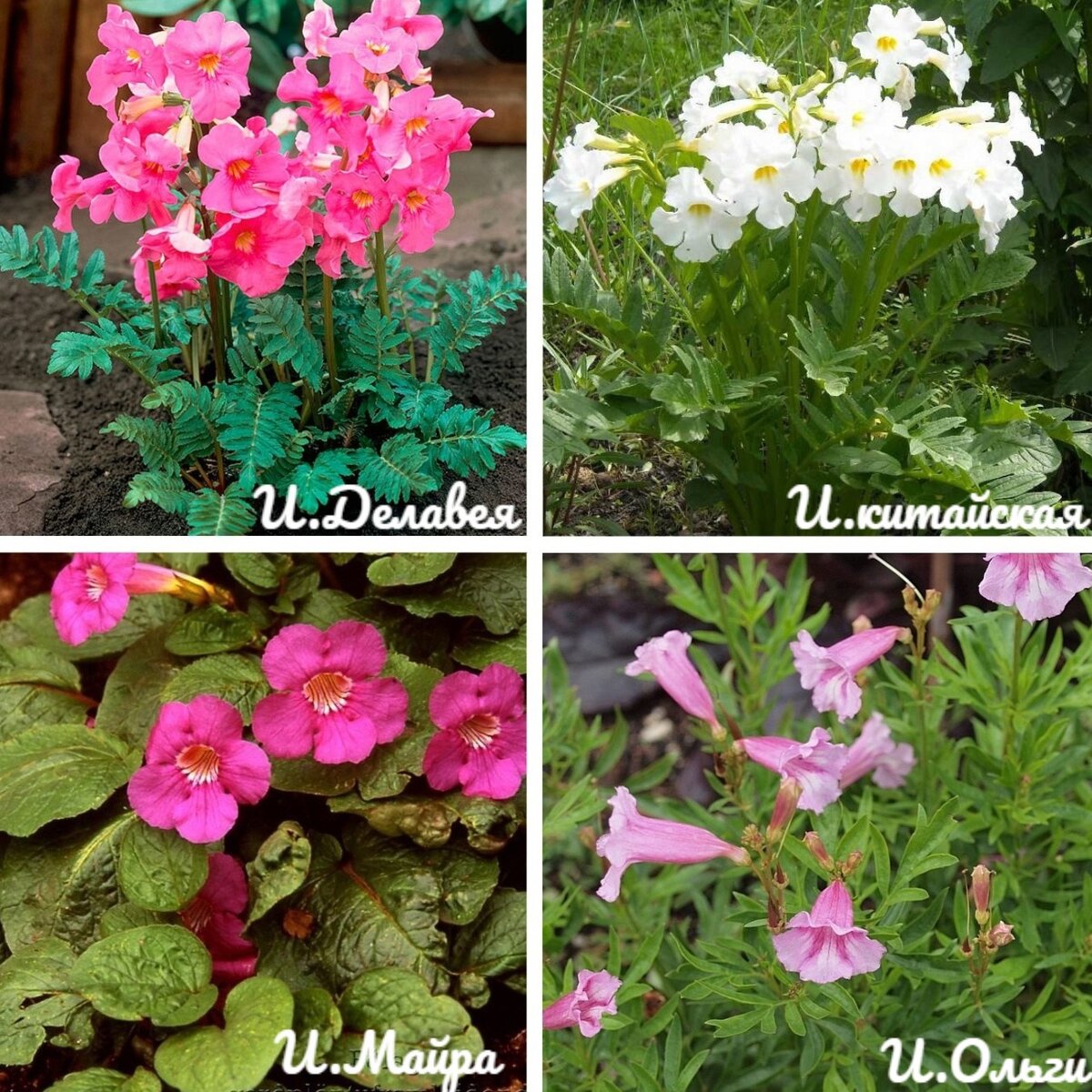 виды инкарвиллеи