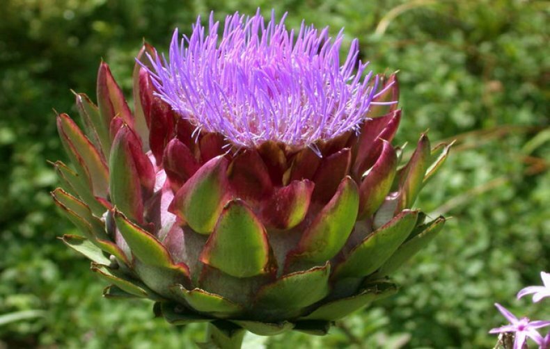 Согласитесь, особенно в период цветения их сходство - на лицо!