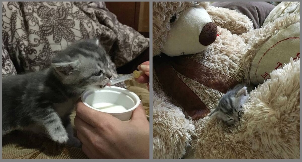 Фото нашего котенка.