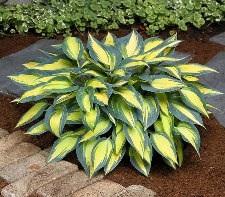 Как выращивать и ухаживать за Hosta Ventricosa