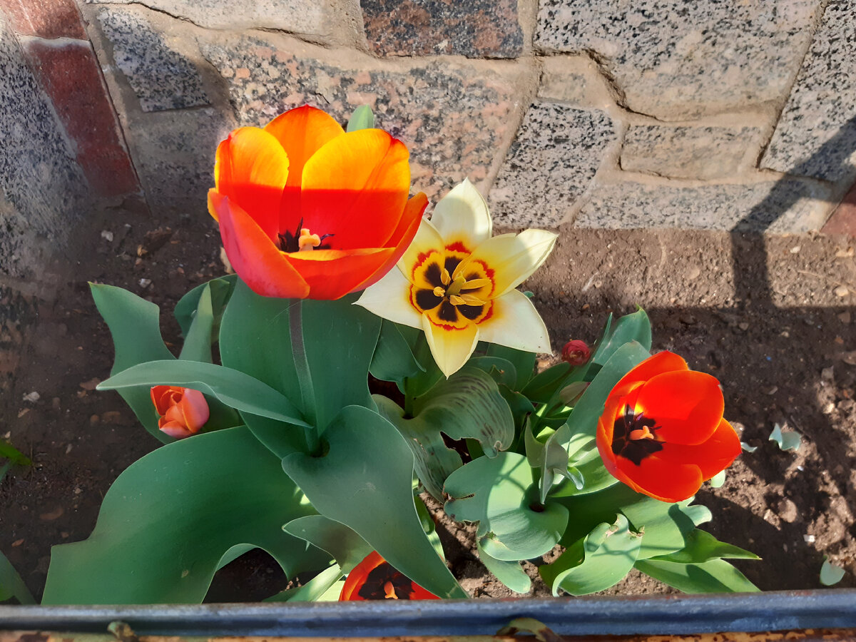Ранние тюльпаны в нашем саду, лучики солнца(фото автора)
