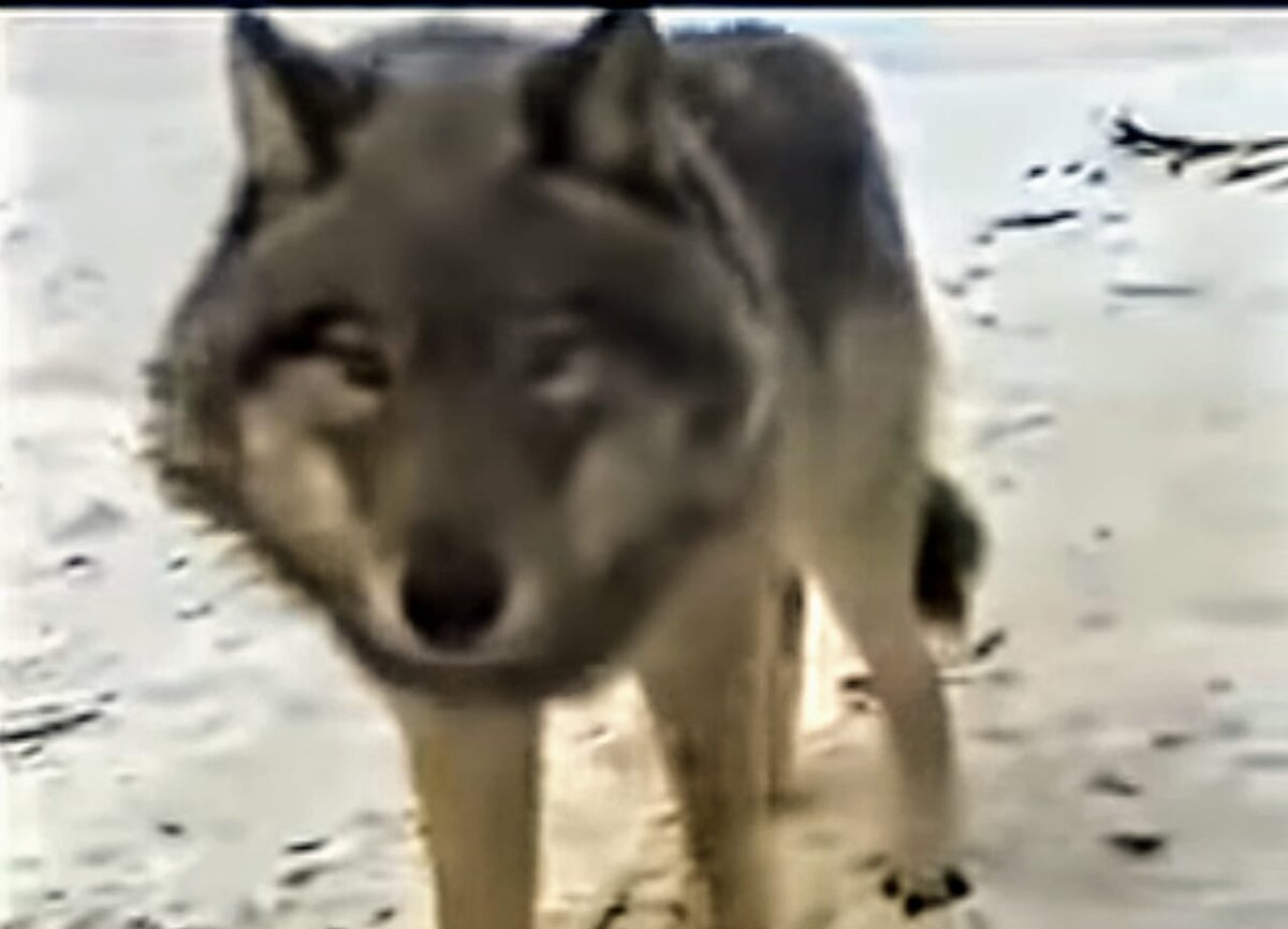 (Это именно тот волк, герой описанной истории, фото из архива егеря 2006 года)