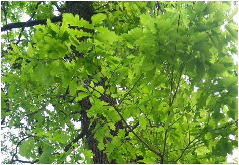 Дуб в мае