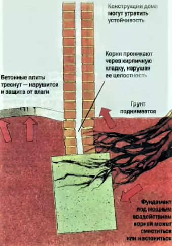 В публикации использованы изображения из открытых источников