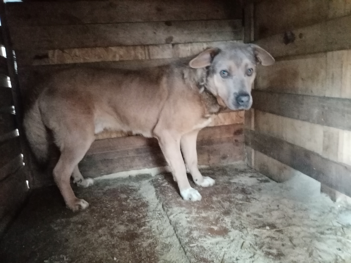 Арнольдик- друг нашей Буси. Фото из личного архива