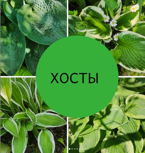 хосты