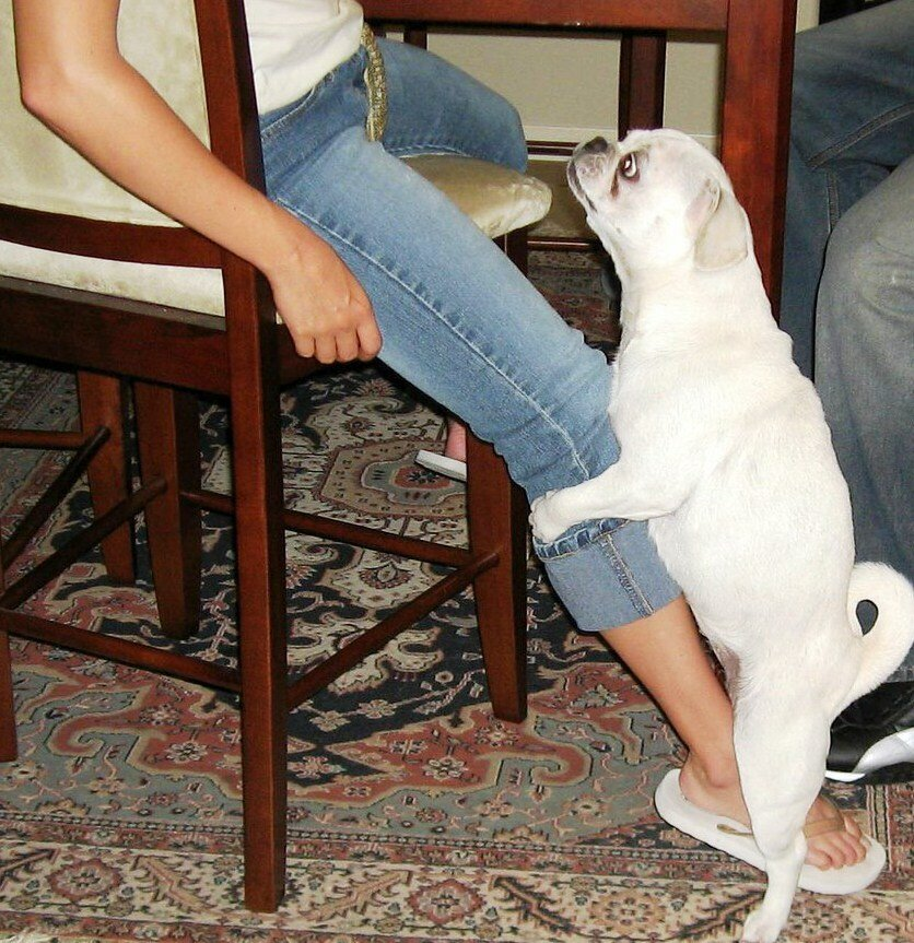 Фото из интернета. Обратите внимание - собака женского пола. 