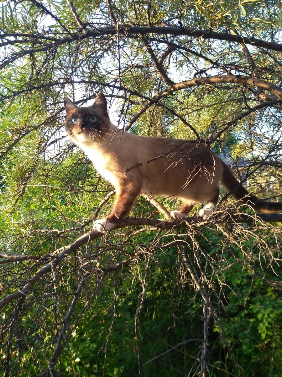 Мой кот на даче.