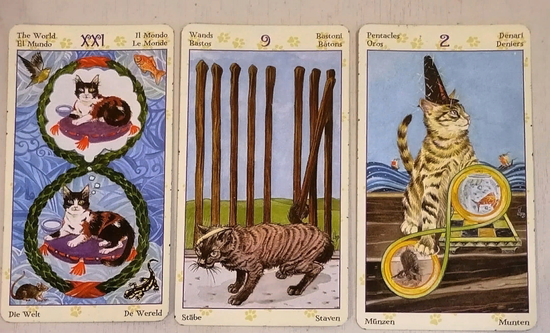 Карты недели. Фото автора, колода Языческих Кошек.