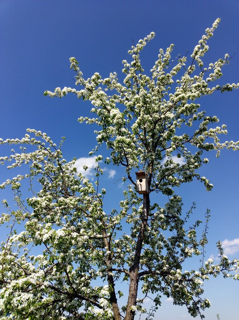 Груша Любимица Яковлева