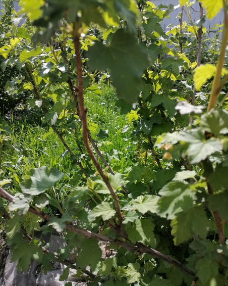 Моя красная смородина, одна ветка посередине голая