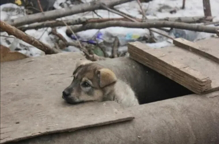 Фото из открытых источников