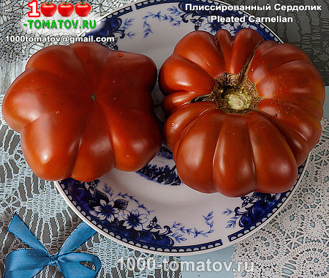 Томат Плиссированный Сердолик Pleated Carnelian фото 2