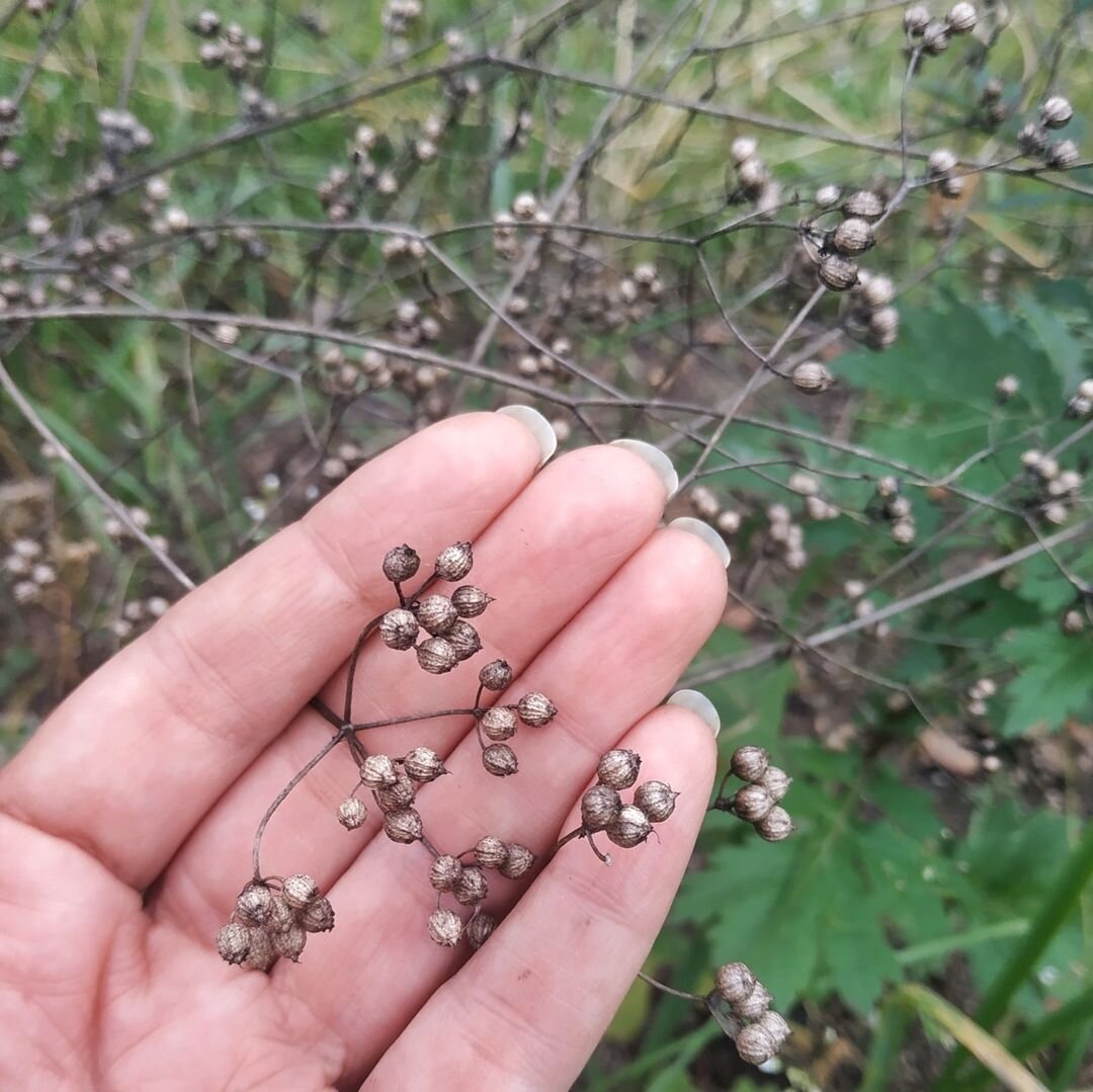 А вы собираете семена? Я ленюсь🤦‍♀️😂 А можно было бы съэкономить на посадочном материале) Сегодня убирала лобелию (подморозило её уже) и столько было маленьких росточков из семян, только сейчас поняла, что могла бы семян с неё собрать. Эх, хорошая мысля приходит опосля))