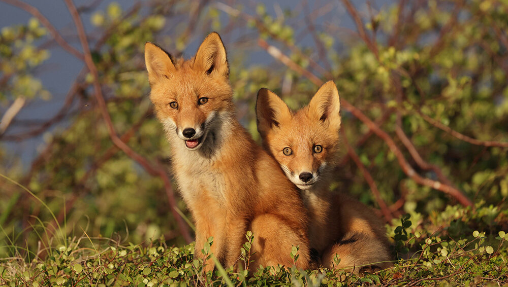 ФОТО: Дмитрий Шпиленок