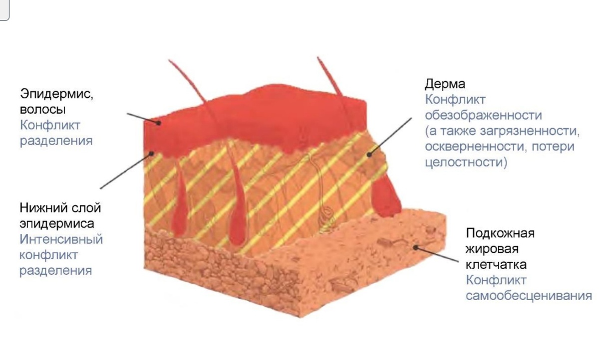 Наша кожа, её слои и конфликты, которые приводят к изменению