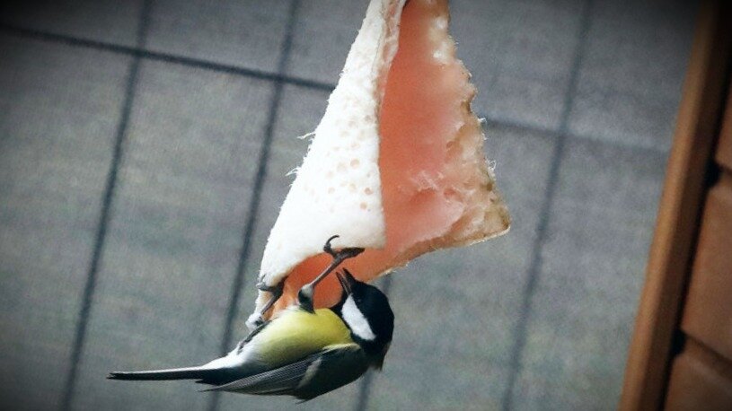 Дикие птицы могут заболеть после употребления обработанной пищи