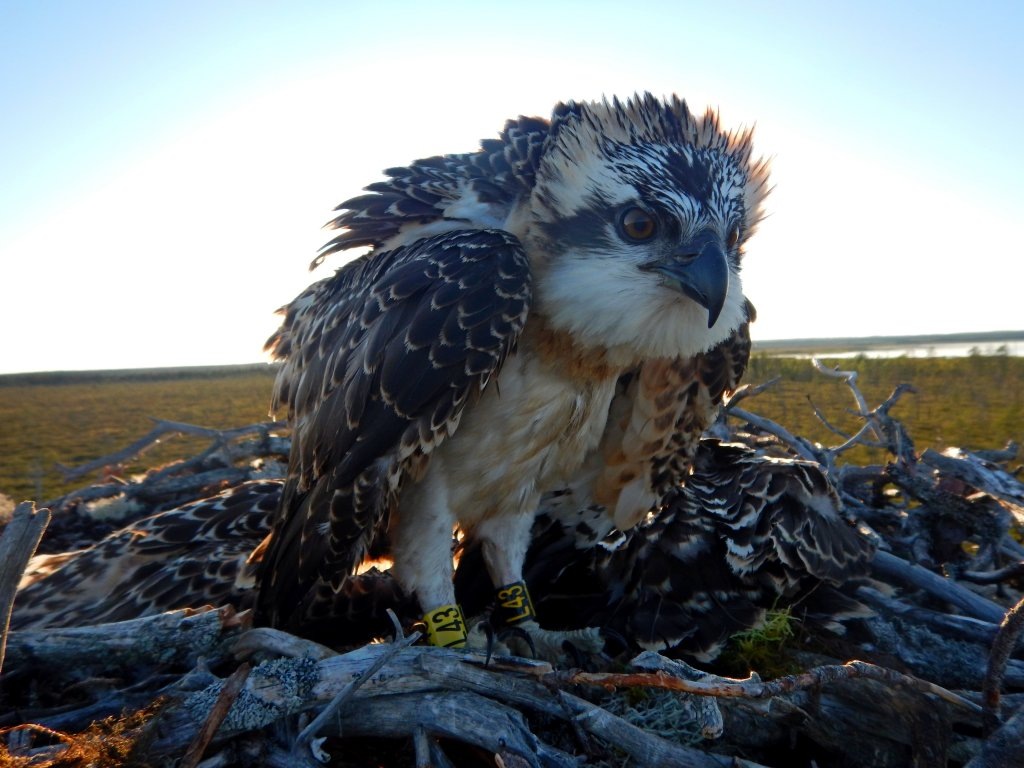 Источник фото - сайт:https://clck.ru/ajwB7