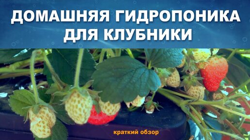 Как гидропоника и умные устройства работают вместо меня на даче