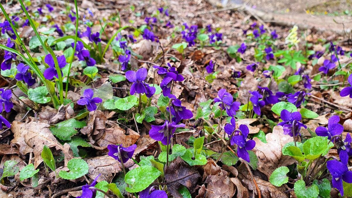 Дикая лесная фиалка