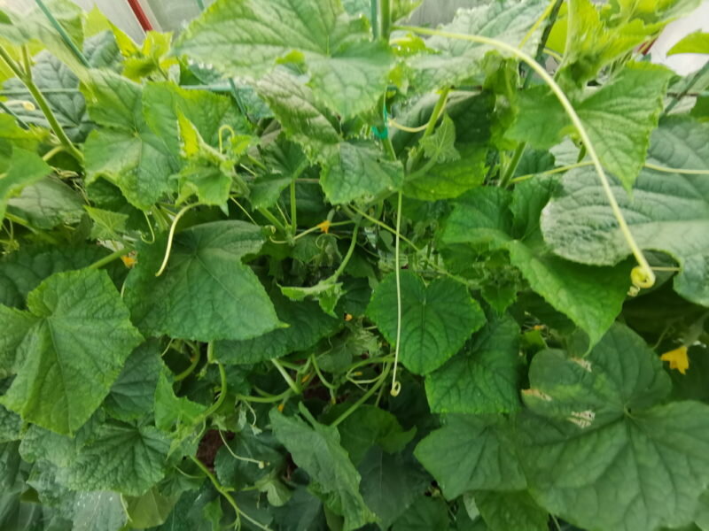 Огурцы. Иллюстрация для статьи используется по стандартной лицензии ©dachnyedela.ru