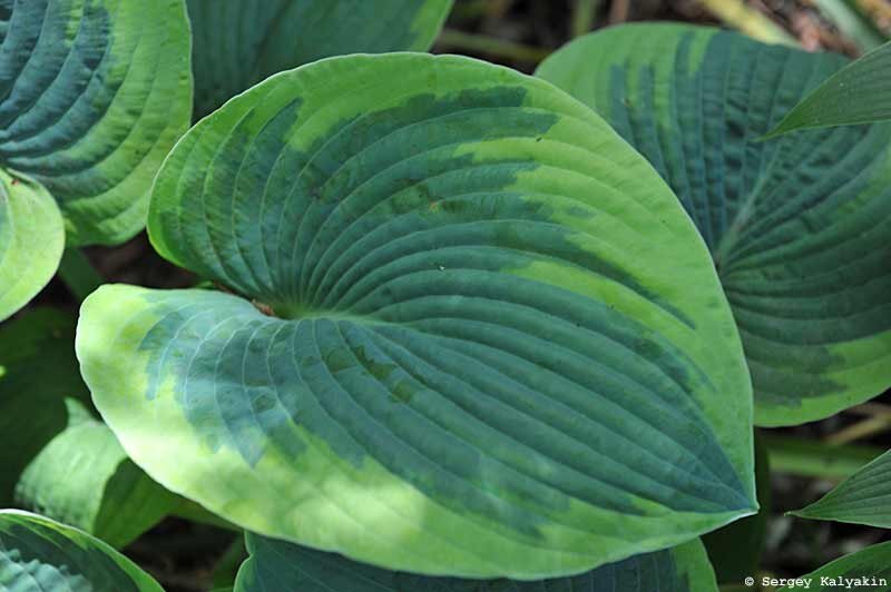 Хоста Tokudama Flavocircinalis