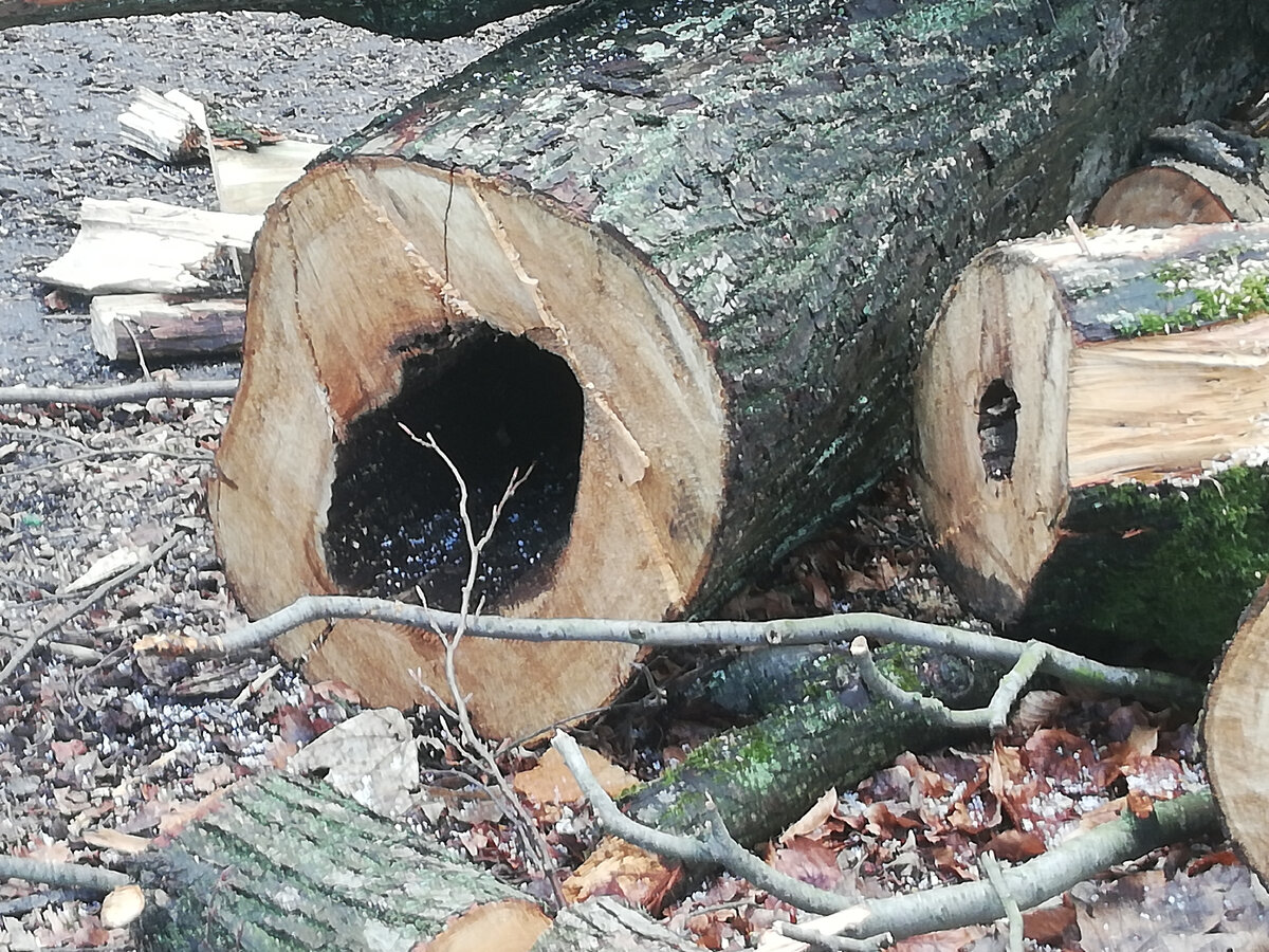 Эти деревья погибли от старости, чего я желаю и деревьям вашего сада.