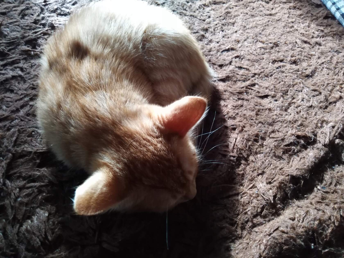 Устала и сплю. 