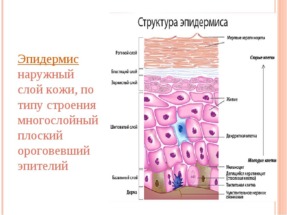 Наружный слой кожи. Является многослойным производным эпителия. В толстой коже он включает в себя пять слоёв, располагающихся над дермой и осуществляющих преимущественно барьерную функцию.