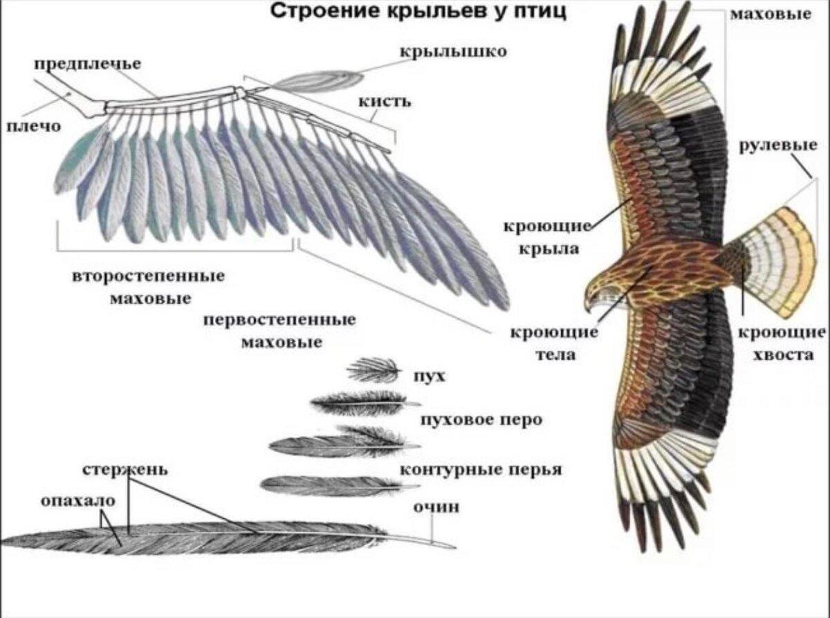Концы крыльев. Крылья хищных птиц строение. Перьевой Покров птицы таблица. Строение перьевого Покрова. Строение крыла попугая.