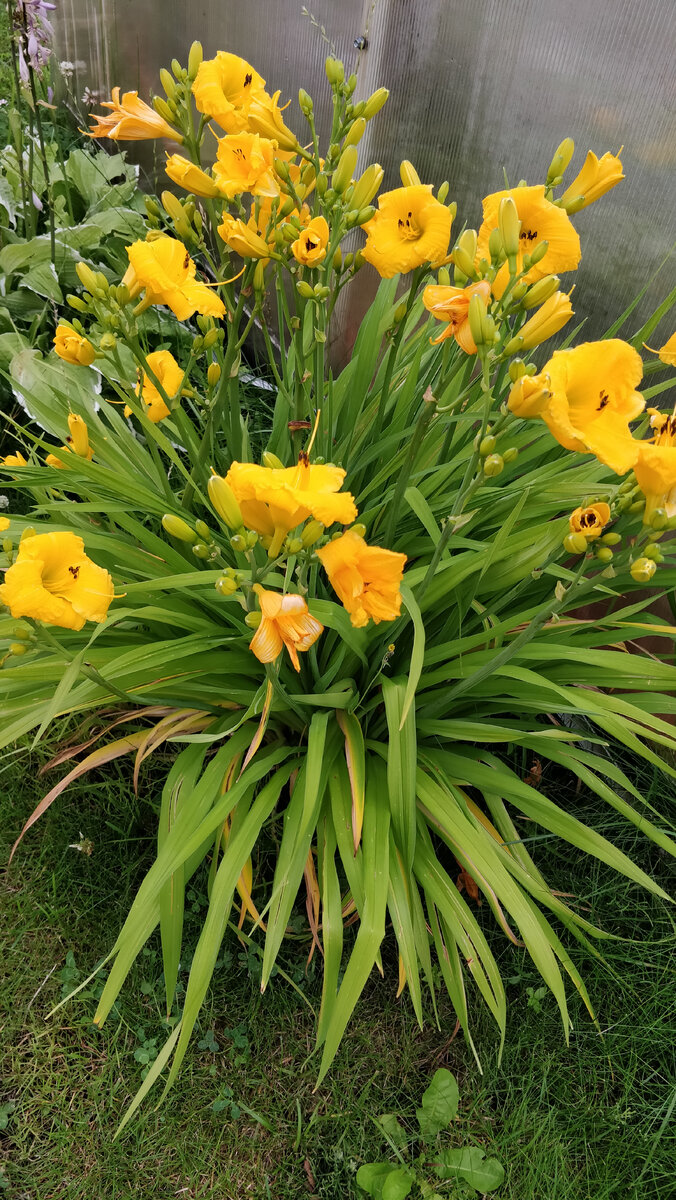 Лилейник Берти Феррис